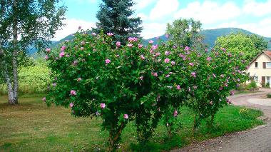 Maison de vacances /en/au NIEDERHASLACH (Bas-Rhin)ou appartement ou maison de vacances