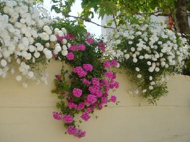 Appartement de vacances �/en/au Agios Gordios (Kerkyra)ou appartement ou maison de vacances