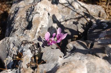 Maison de vacances /en/au Kotronas (Lakonia)ou appartement ou maison de vacances