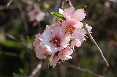 Maison de vacances /en/au Kotronas (Lakonia)ou appartement ou maison de vacances