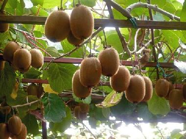 Appartement de vacances �/en/au Umag (Istarska)ou appartement ou maison de vacances