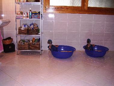 Maison de vacances �/en/au Piribebuy (Cordillera)ou appartement ou maison de vacances