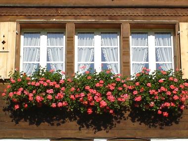 Appartement de vacances �/en/au Burglauenen (Grindelwald - Jungfrau)ou appartement ou maison de vacances