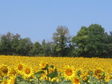 Maison de vacances �/en/au Civrac (Charente-Maritime)ou appartement ou maison de vacances