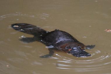 Le Platypus