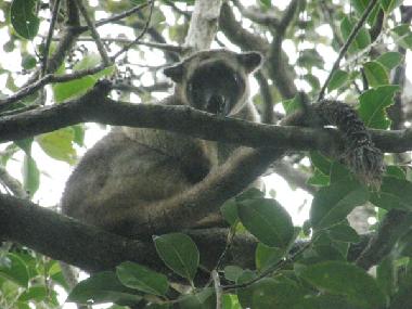 Le kangourou Lumholtz dans son arbre