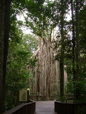 Le figuier �trangleur � Yungaburra