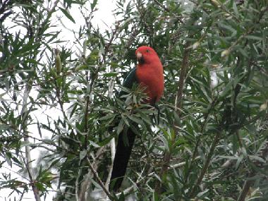 Le perroquet royal dans le jardin