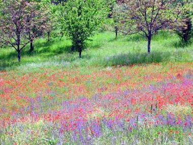 Maison de vacances �/en/au Cenac et St Julien (Dordogne)ou appartement ou maison de vacances
