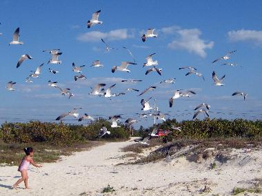 H�tel �/en/au Celestun (Yucatan)ou appartement ou maison de vacances