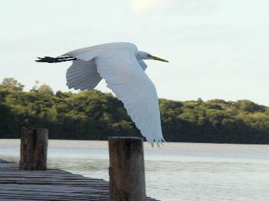 H�tel �/en/au Celestun (Yucatan)ou appartement ou maison de vacances