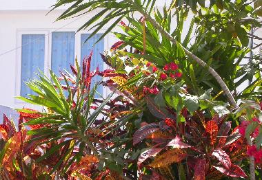 Chalet �/en/au Flic-en-flac (Black River)ou appartement ou maison de vacances