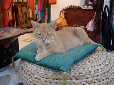 Appartement de vacances /en/au Antiparos (Kyklades)ou appartement ou maison de vacances