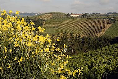 Maison de vacances /en/au Gambassi Terme  (Firenze)ou appartement ou maison de vacances