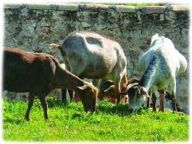 Chambre avec petit d�jeuner �/en/au CASTRIL de la Pena (Granada)ou appartement ou maison de vacances