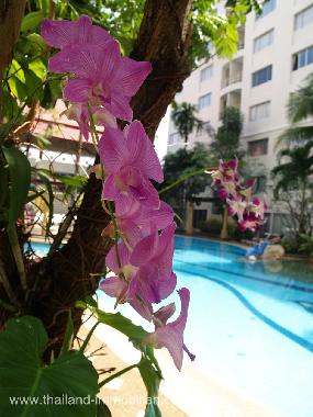 Appartement de vacances �/en/au Hua Hin (Prachuap Khiri Khan)ou appartement ou maison de vacances