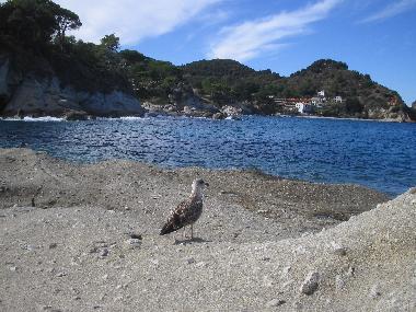 Maison de vacances /en/au S. Andrea (Livorno)ou appartement ou maison de vacances
