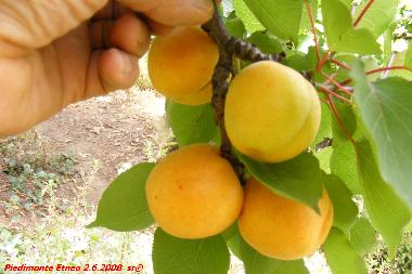 Maison de vacances �/en/au Piedimonte Etneo (Catania)ou appartement ou maison de vacances