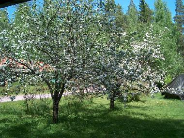 Maison de vacances �/en/au Trollsj�heden (Dalarna)ou appartement ou maison de vacances