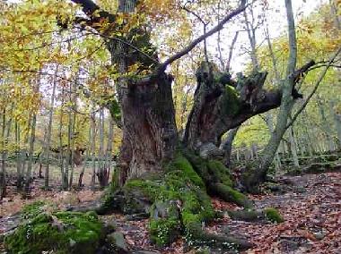 Appartement de vacances /en/au Casas Del Monte (Cceres)ou appartement ou maison de vacances