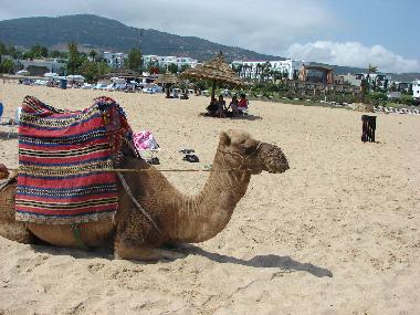 Appartement de vacances �/en/au Tetouan (Tanger)ou appartement ou maison de vacances