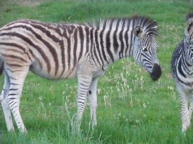 Chambre avec petit djeuner /en/au Oudtshoorn (Western Cape)ou appartement ou maison de vacances