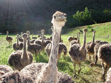 Chambre avec petit djeuner /en/au Oudtshoorn (Western Cape)ou appartement ou maison de vacances