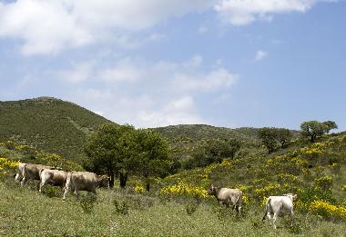 Appartement de vacances /en/au Llan Valleta (Girona)ou appartement ou maison de vacances