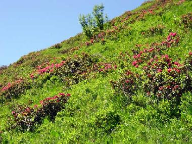 Appartement de vacances /en/au Riezlern  (Bludenz-Bregenzer Wald)ou appartement ou maison de vacances