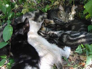 Appartement de vacances /en/au Talla (Arezzo)ou appartement ou maison de vacances