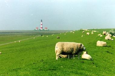 Appartement de vacances �/en/au St.Peter-Ording Dorf (Nordsee-Festland)ou appartement ou maison de vacances