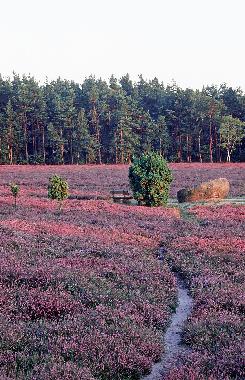 Appartement de vacances /en/au Bad Bevensen (Lneburger Heide)ou appartement ou maison de vacances