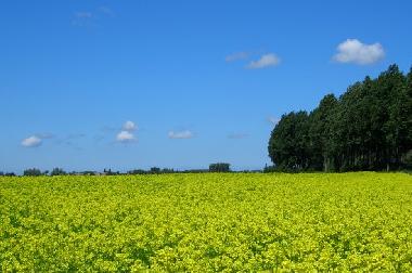 Maison de vacances �/en/au Knesselare / Ursel (Flandre)ou appartement ou maison de vacances