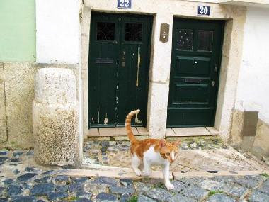 Appartement de vacances /en/au Lisboa (Grande Lisboa)ou appartement ou maison de vacances