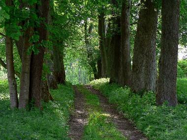 Chambre avec petit djeuner /en/au Jeleniewo (Podlaskie)ou appartement ou maison de vacances