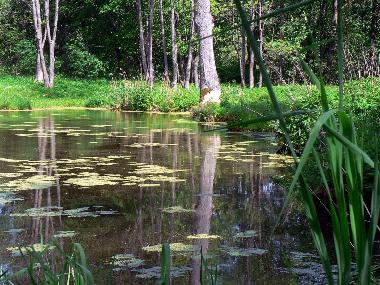 Chambre avec petit djeuner /en/au Jeleniewo (Podlaskie)ou appartement ou maison de vacances