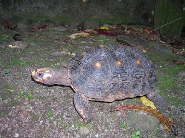 Camille notre tortue