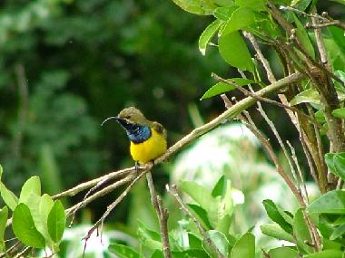 Chalet �/en/au Yungaburra (Queensland)ou appartement ou maison de vacances