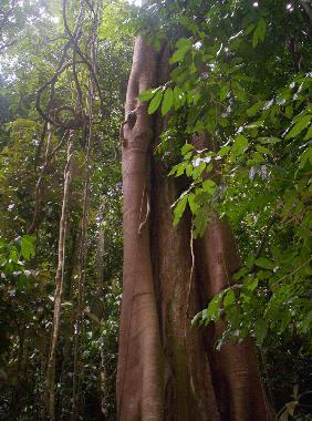 Chalet �/en/au Yungaburra (Queensland)ou appartement ou maison de vacances