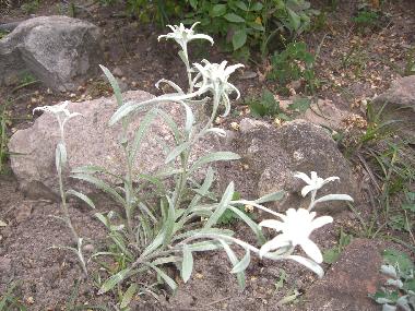 Appartement de vacances /en/au Mellau (Bludenz-Bregenzer Wald)ou appartement ou maison de vacances