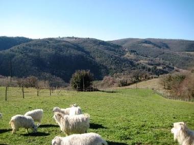Appartement de vacances �/en/au Todi (Perugia)ou appartement ou maison de vacances