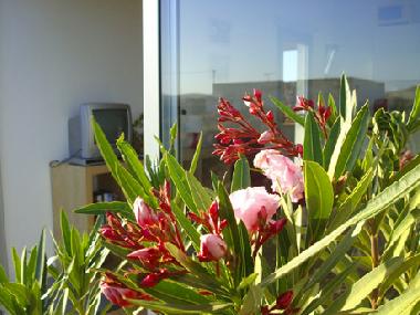 Chalet �/en/au Lajares (Fuerteventura)ou appartement ou maison de vacances