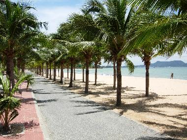 Palmiers � la plage