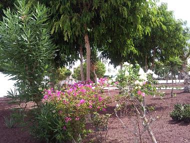 Appartement de vacances /en/au Playa Blanca (Lanzarote)ou appartement ou maison de vacances