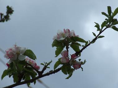 Appartement de vacances /en/au Campo (Huesca)ou appartement ou maison de vacances