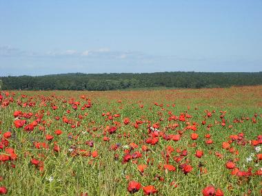 Maison de vacances /en/au Althttendorf (Barnim)ou appartement ou maison de vacances
