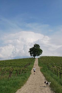 Appartement de vacances /en/au Montecalvo Versiggia (Pavia)ou appartement ou maison de vacances