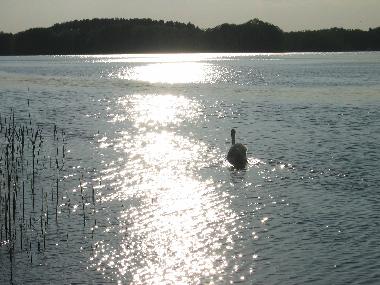 Maison de vacances /en/au Kleinzerlang (Mecklenburgische Seenplatte)ou appartement ou maison de vacances