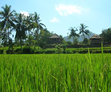 Maison de vacances �/en/au Manuksesa (Bali)ou appartement ou maison de vacances