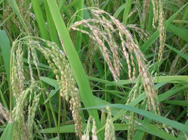 Maison de vacances �/en/au Manuksesa (Bali)ou appartement ou maison de vacances